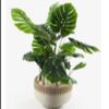 SERB Pot